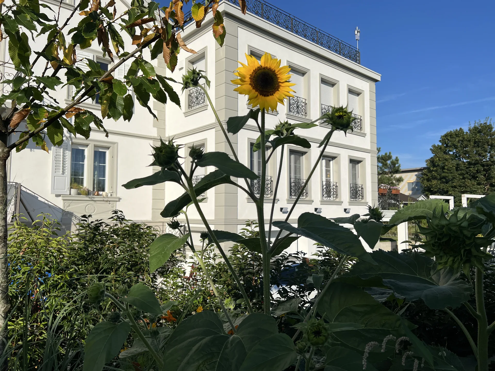 Sonnenblume vor der weissen Hausfassade